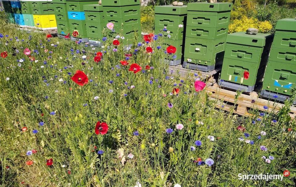 Miód wielokwiatowy 2025 RAW 11 surowy naturalny