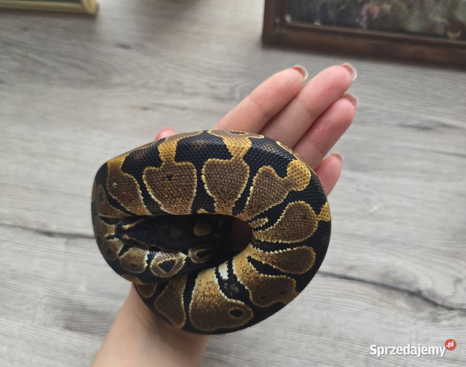 Pyton królewski samica 2025 Suwałki