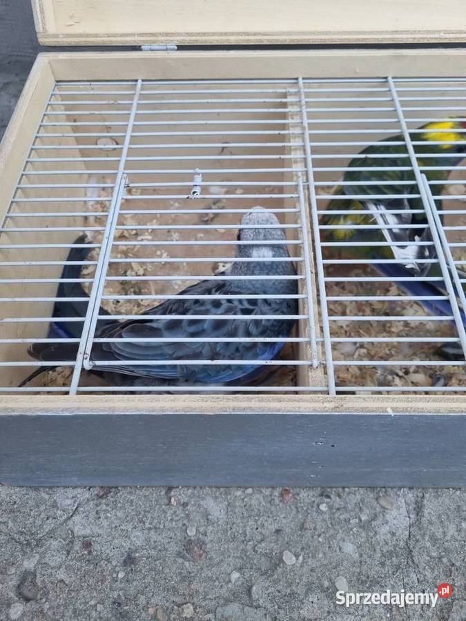 Sprzedam rozele królewskie mazowieckie Chlebnia sprzedam