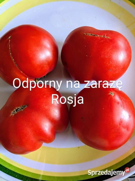 Pomidor z Syberii odporny na zarazę nasiona Kraków