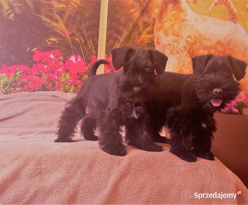 Sznaucer miniaturowy czarny Tarnów