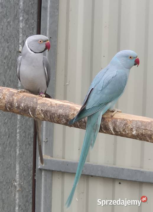 Sprzedam papugi Ostrów Wielkopolski