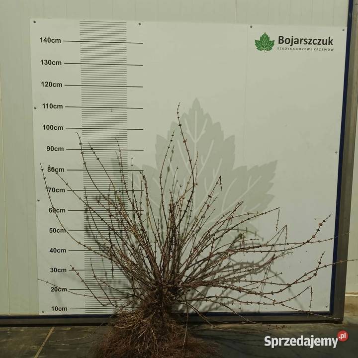 Sadzonki jagody kamczackiej odmiany WOJTEK i Stary Pożóg