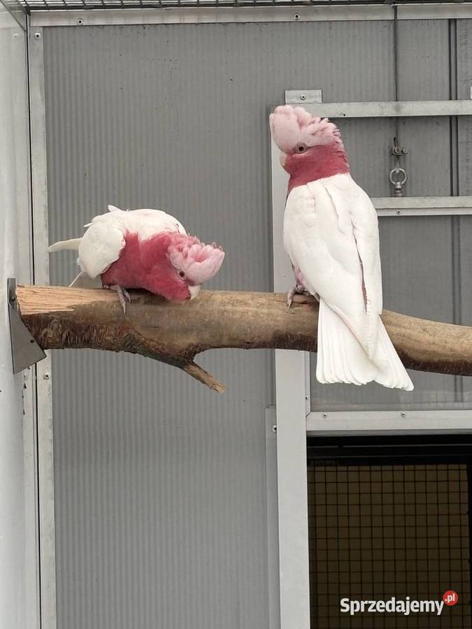 Kakadu Różowa Lutino para 2221 Kłaj