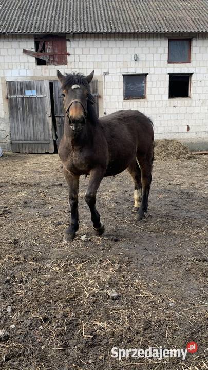 Sprzedam Zrebaki Waniewo