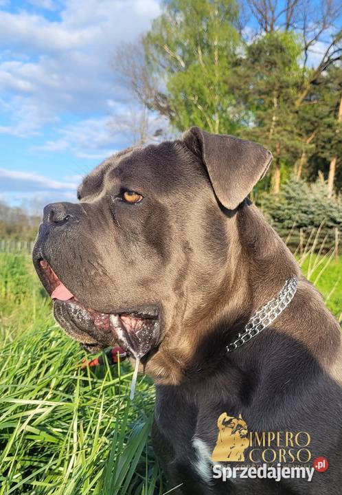 Szczeniaki Cane Corso ZKwP FCI Rezerwacja Gończyce