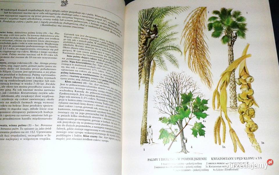 Rośliny jadalne John Vaughan lubelskie