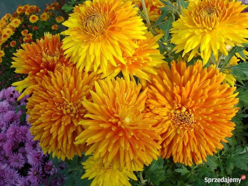 CHRYZANTEMY OGRODOWE ZIMUJĄCE DĄBKI dolnośląskie