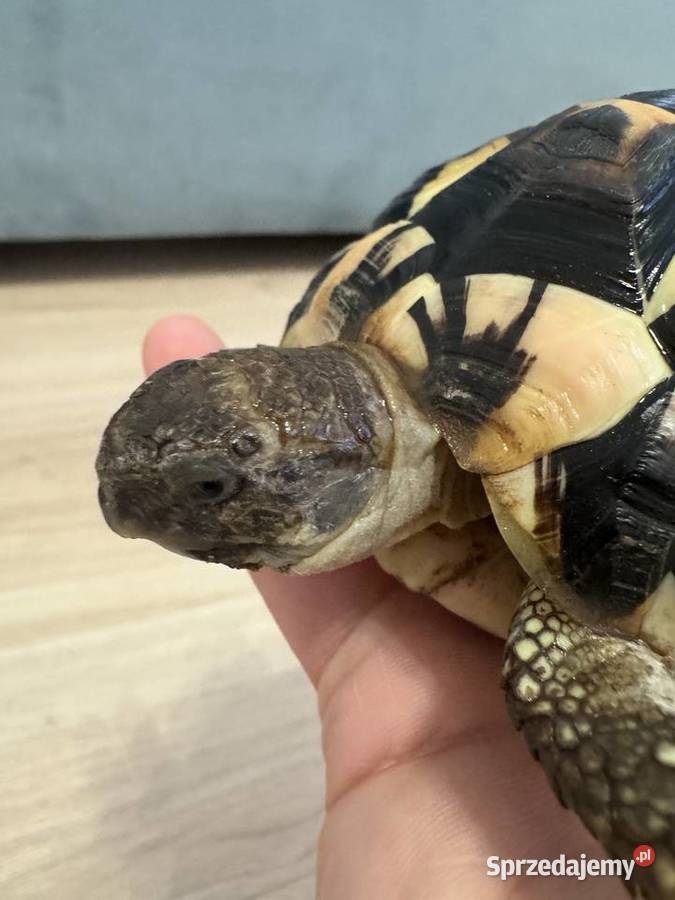 Żółw grecki lądowy Testudo Hermanni Lublin