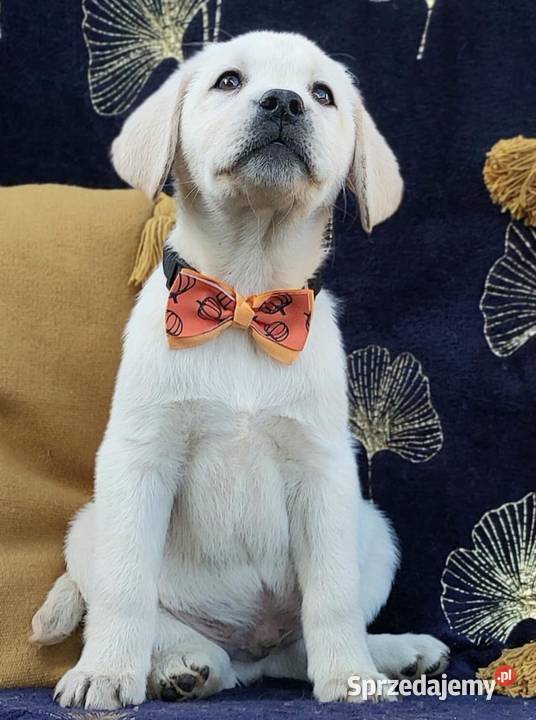Labrador Retriever ZKwPFCI szczenięta Labrador Nowe Miasto Lubawskie
