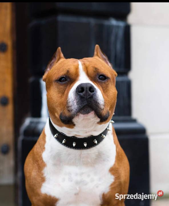 American Staffordshire Terrier Warszawa