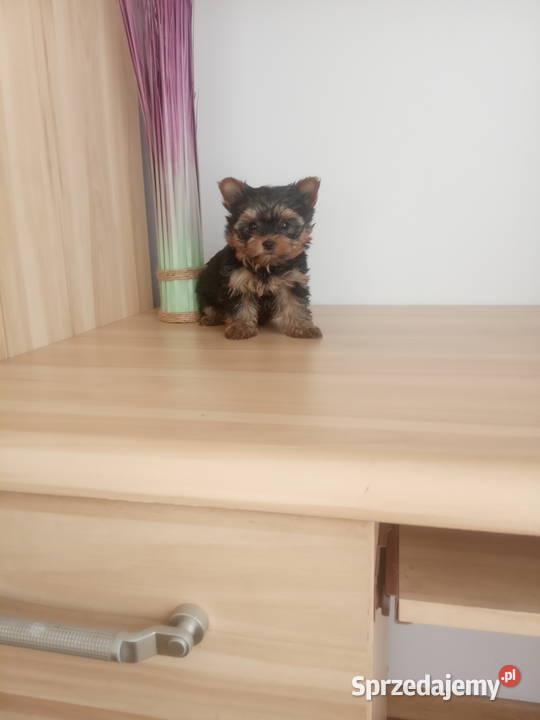 York prześliczna malutka suczka Klimontów