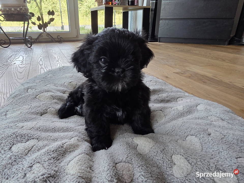 Pięciopokoleniowe Shih Tzu Dłutów sprzedam