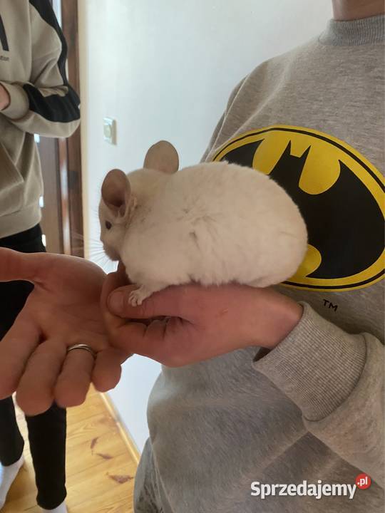 Szynszyla szynszyl szynszyle samczyk light tan Starachowice