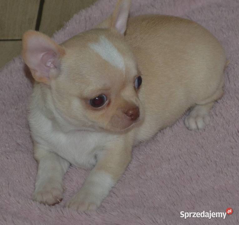 CHIHUAHUA ŚLICZNY MALUTKI PIESIO Chihuahua Warszawa sprzedam