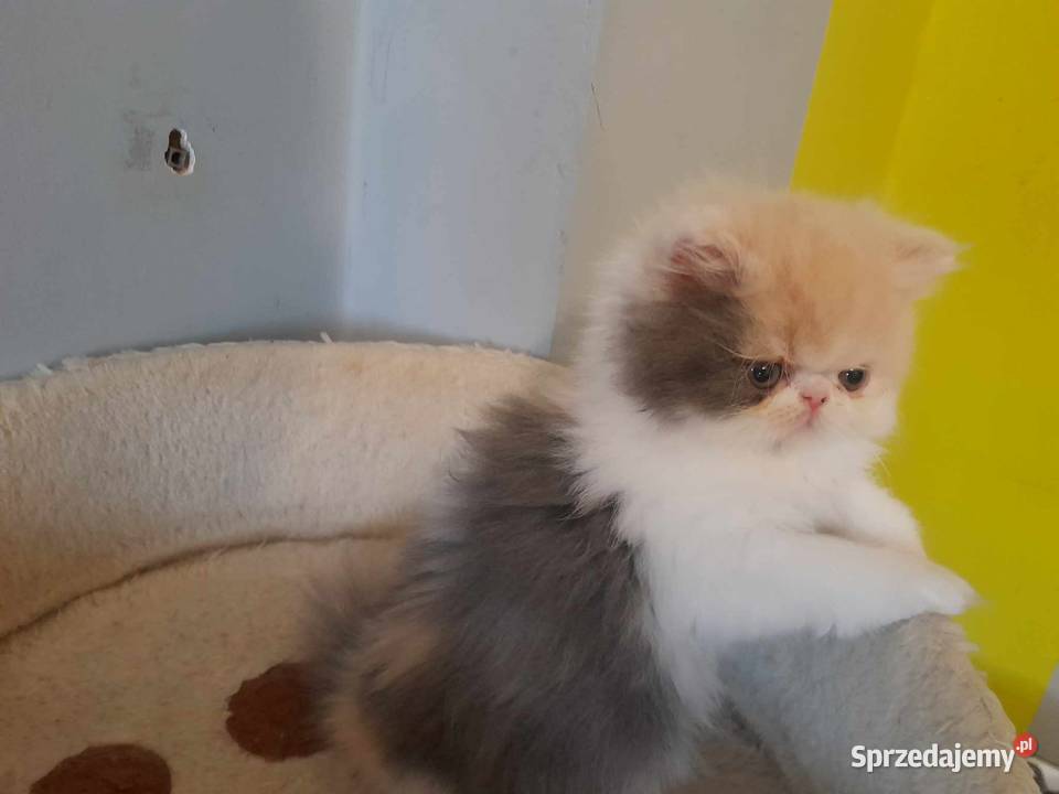 Kotka perska tricolor Szyk sprzedam