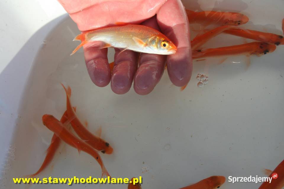 Złota Orfa12cm(Jaź)ryby ozdobne do oczek wodnych i stawów