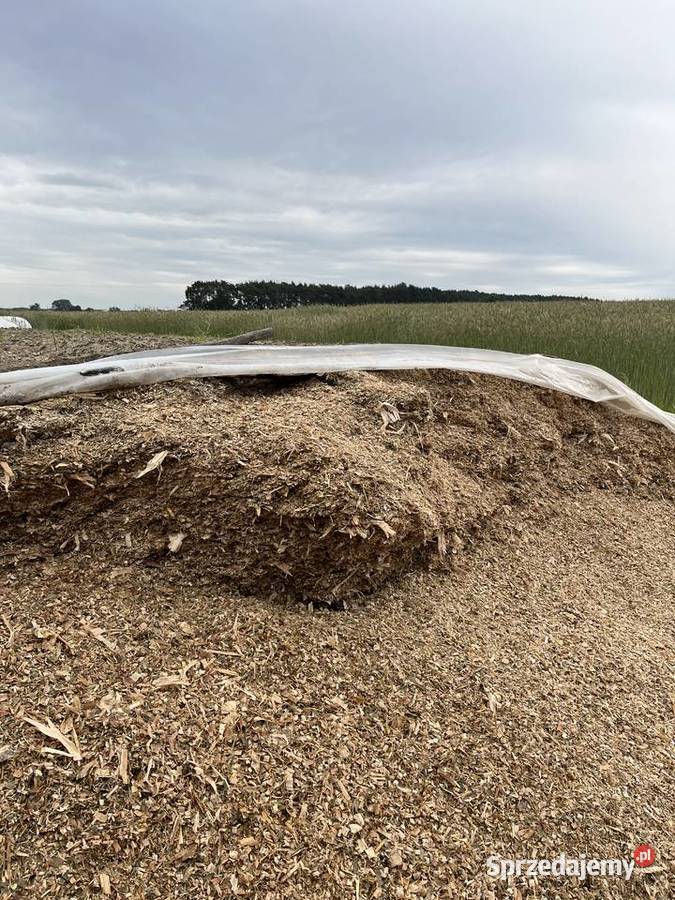 Kiszonka z kukurydzy wielkopolskie Doruchów