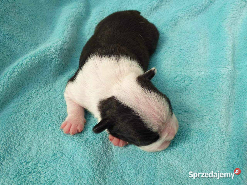 Boston Terrier wielkopolskie Ostrów Wielkopolski