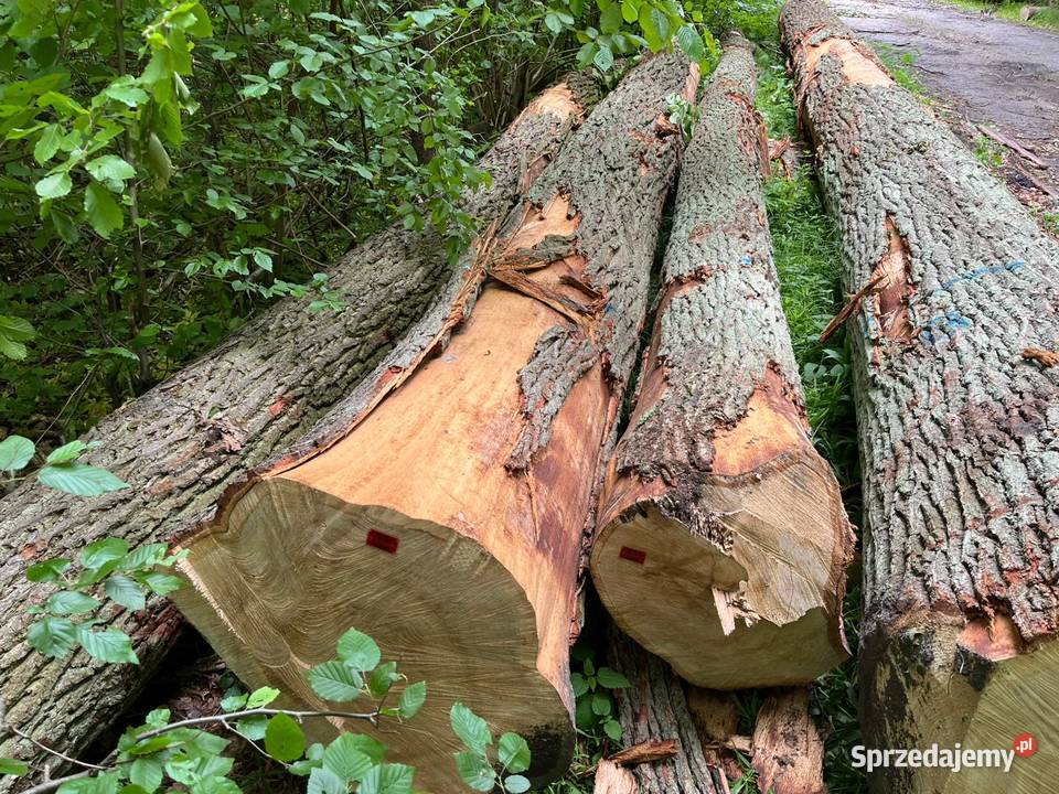 Sprzedam Drewno DĄB WStandard Drewno konstrukcyjne Zgierz