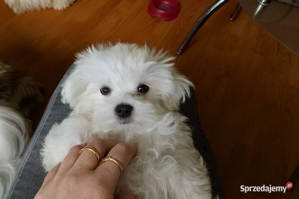 Śliczne maltańczyki Maltańczyk Gryfice