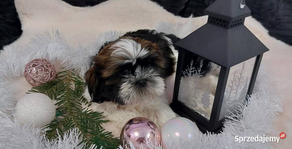 Piękny piesek shih tzu Brzeg Dolny