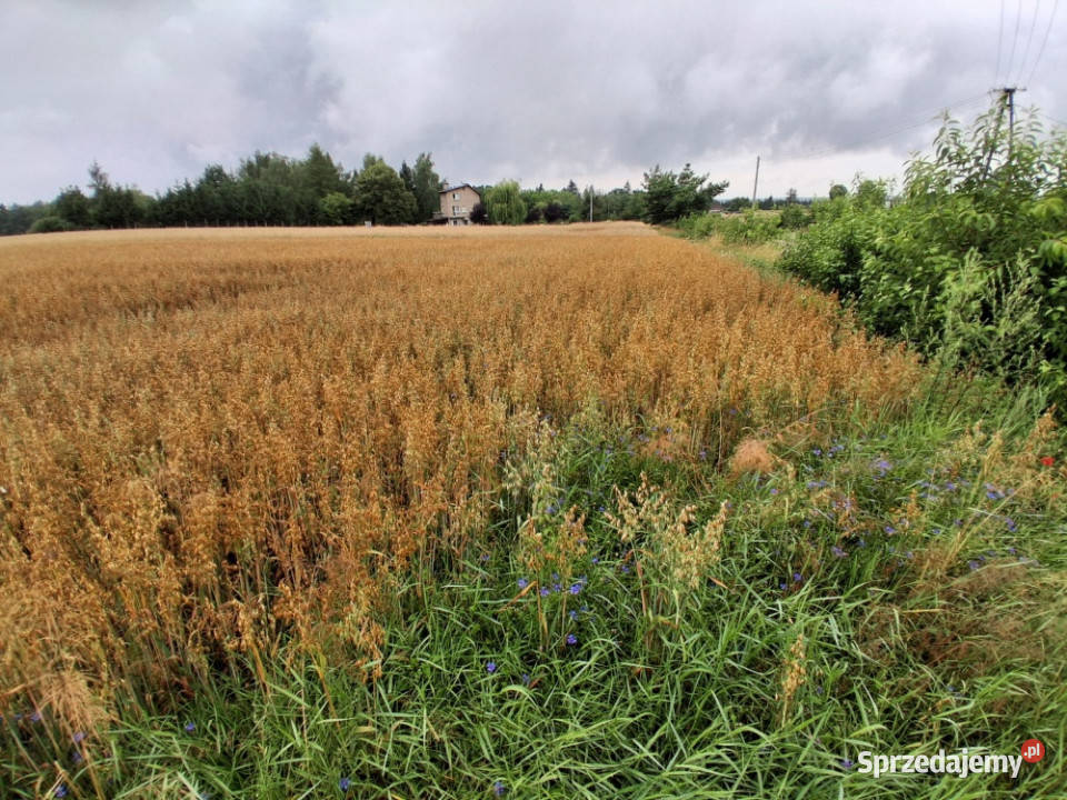 Sprzedam 11 hektara w Grońsku lasu drodze Sprzedaż wielkopolskie Grońsko sprzedam