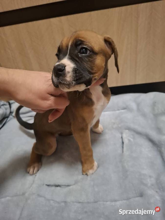 Szczeniaki rasy bokser Legnica