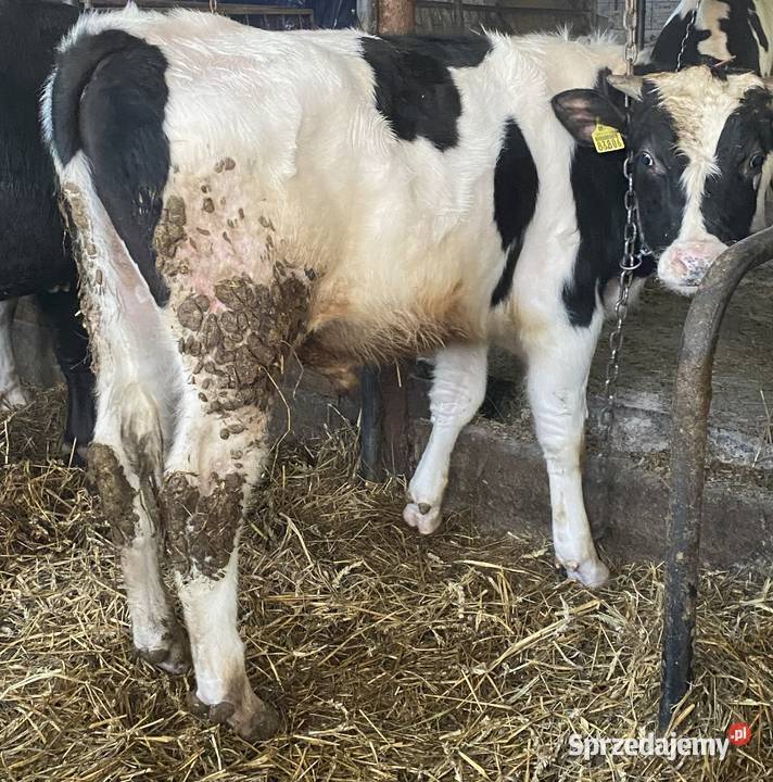 9 sztuk byków urodzone marzec kwiecień 2025 300 Bydło warmińsko-mazurskie Morąg