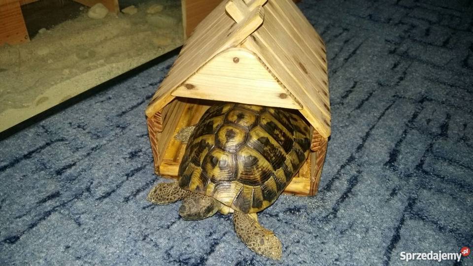 ŻÓŁW Grecki lądowy sprzedam