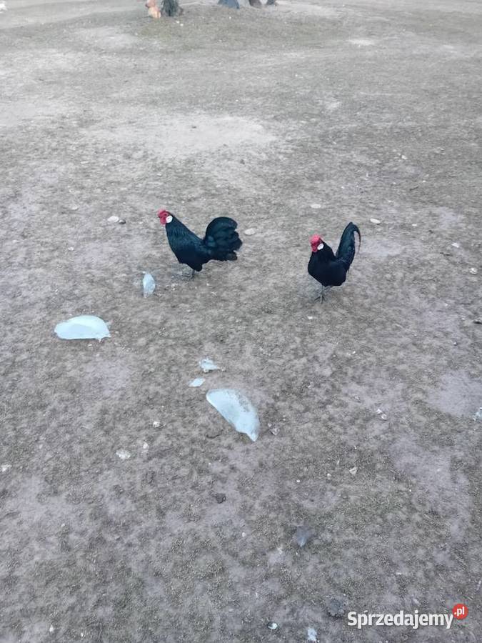 Jaja legowe kur batamek Ptaki Zbuczyn