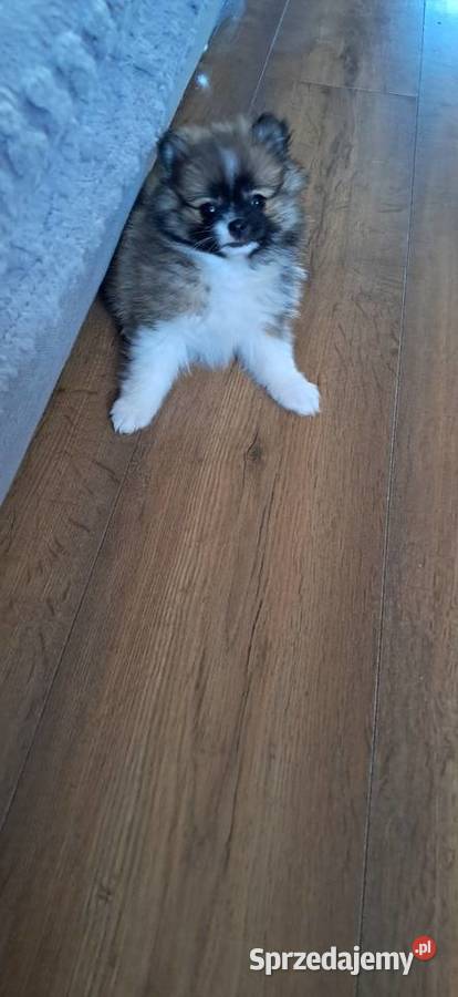 Szpic miniaturowy Środa Wielkopolska