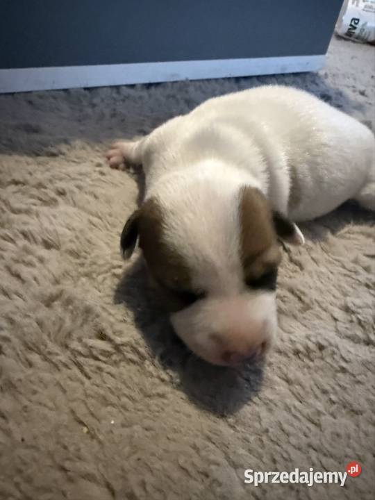 Jack Russell Terrier szczeniak suczka śląskie Dębie sprzedam