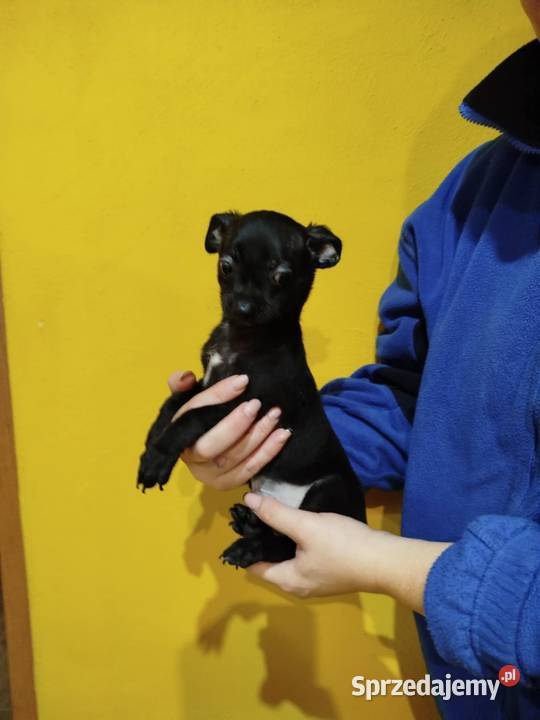 Piesek pinczerek Warszawa