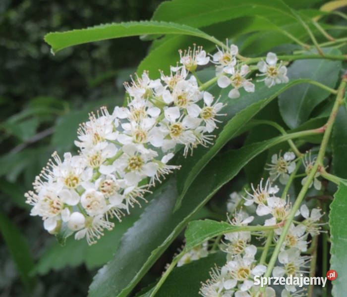 CZEREMCHA AMERYKAŃSKA Prunus serotina NASIONA Lubanie