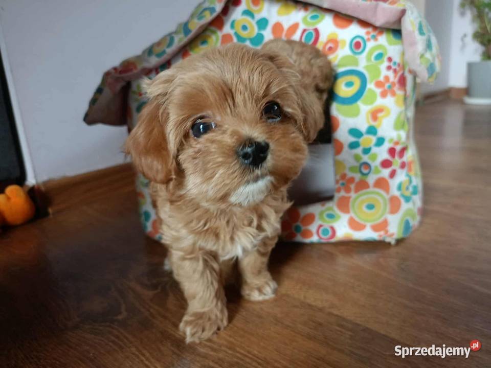 Maltipoo F1b Miechów sprzedam