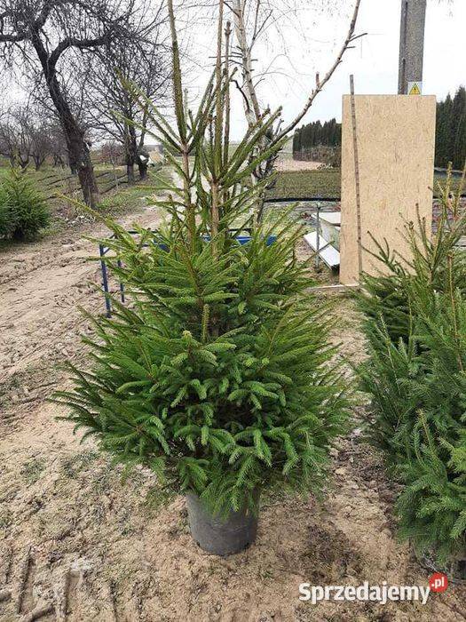 Choinki dowóz Producent Lublin sprzedam
