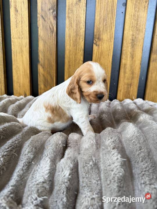 Cocker Spaniel Angielski Włodary