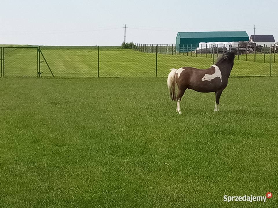 Sprzedam ogierka Strzelce Opolskie