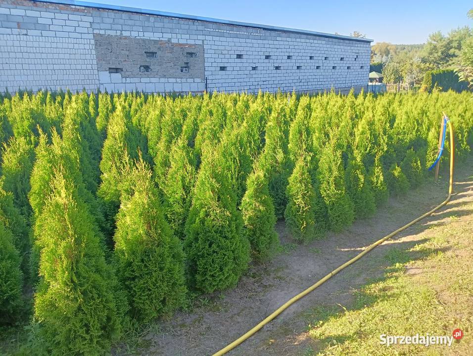Tuja szmaragd Stęszew Mosina Poznań