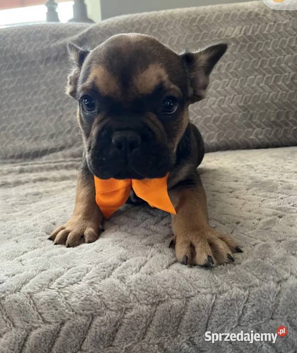 Buldog francuski szczeniak podkarpackie