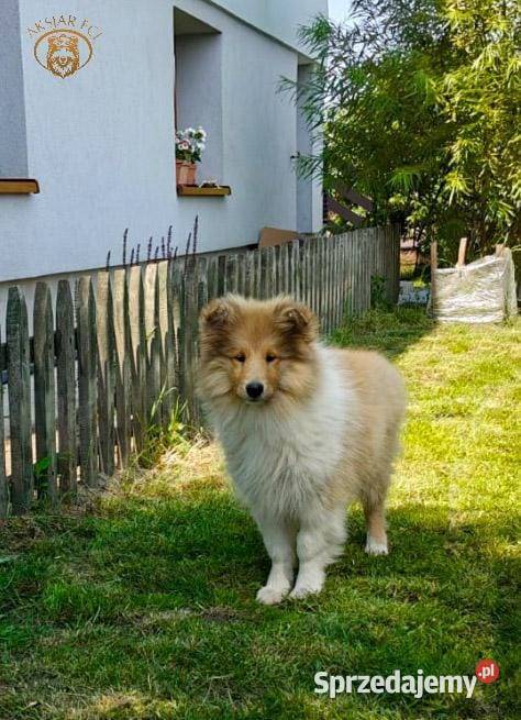 Owczarek Szkocki Collie Kokotów