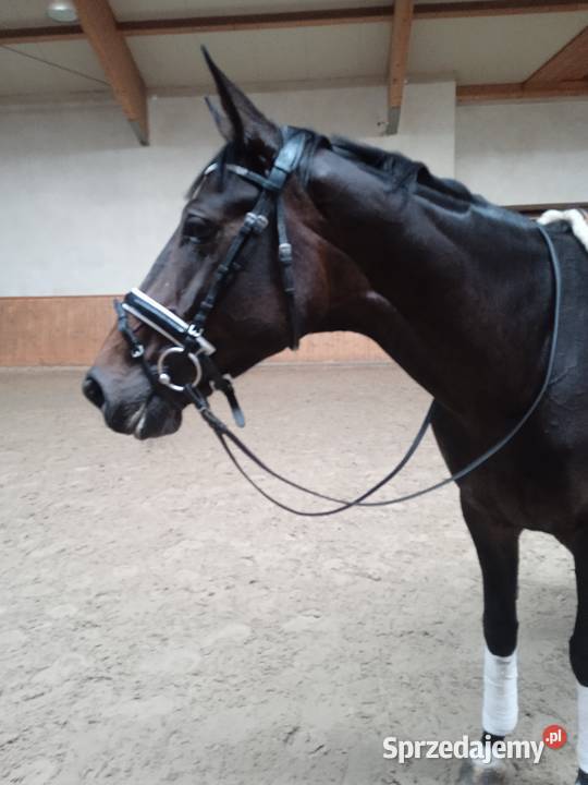 ładna hanowerska 6 letnia klacz Konie Ptakowice