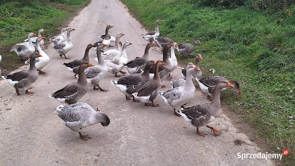 Gęsie gąska gęsiory różne lubelskie Tyszowce sprzedam