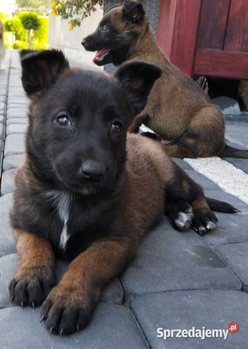 Sprzedam Owczarki Belgijskie Malinois