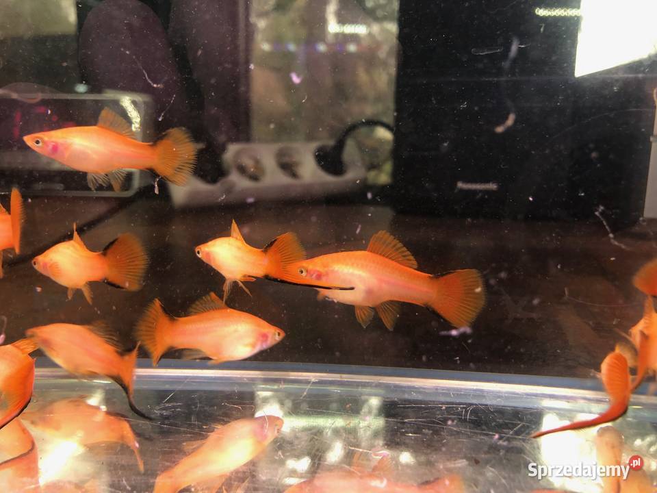 Mieczyk orange comet Justynów