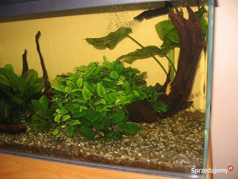 Akwarium 120x40x50m szkło 10mm Optiwhite Sosnowiec