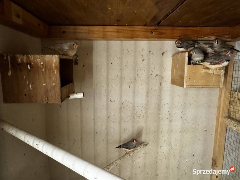 Zeberki Rude standard Cianowice