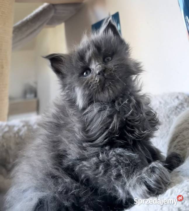 Maine Coon niebieski kocurek Wińsko sprzedam