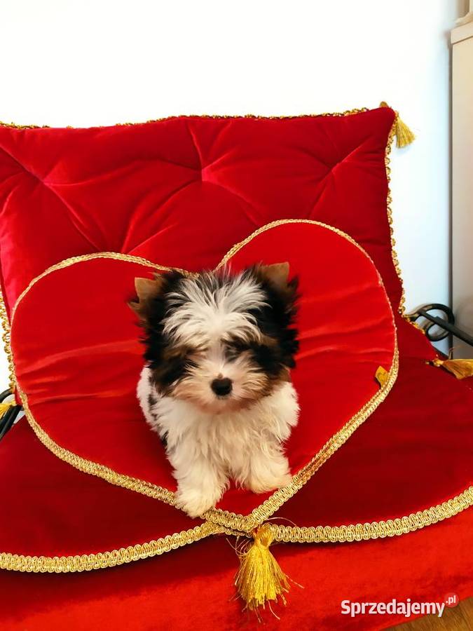 Mini samczyk Leo Biewer Yorkshire terrier do 150 York Orzesze sprzedam